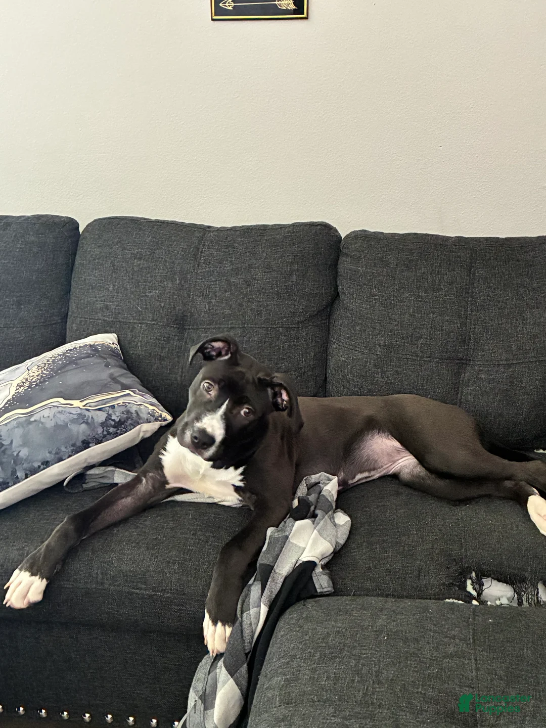 American Staffordshire Terrier dogs for sale: American Staffordshire Terrier Puppy 1 - Ad 1