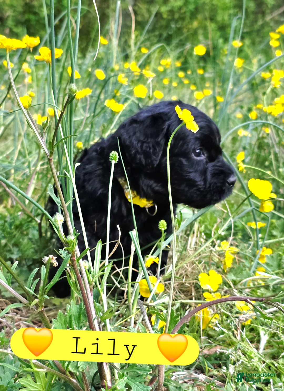 Giant Schnauzer dogs for sale: Giant Schnauzer Lily - Ad 2