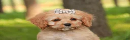 Mixed Breed dogs for sale: Buttons Munchkin Bernedoodle - Ad 1