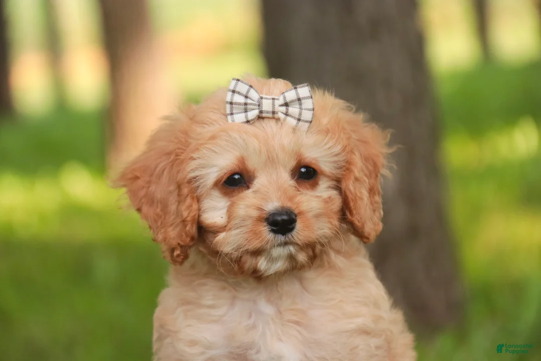 Mixed Breed dogs for sale: Buttons Munchkin Bernedoodle - Ad 1