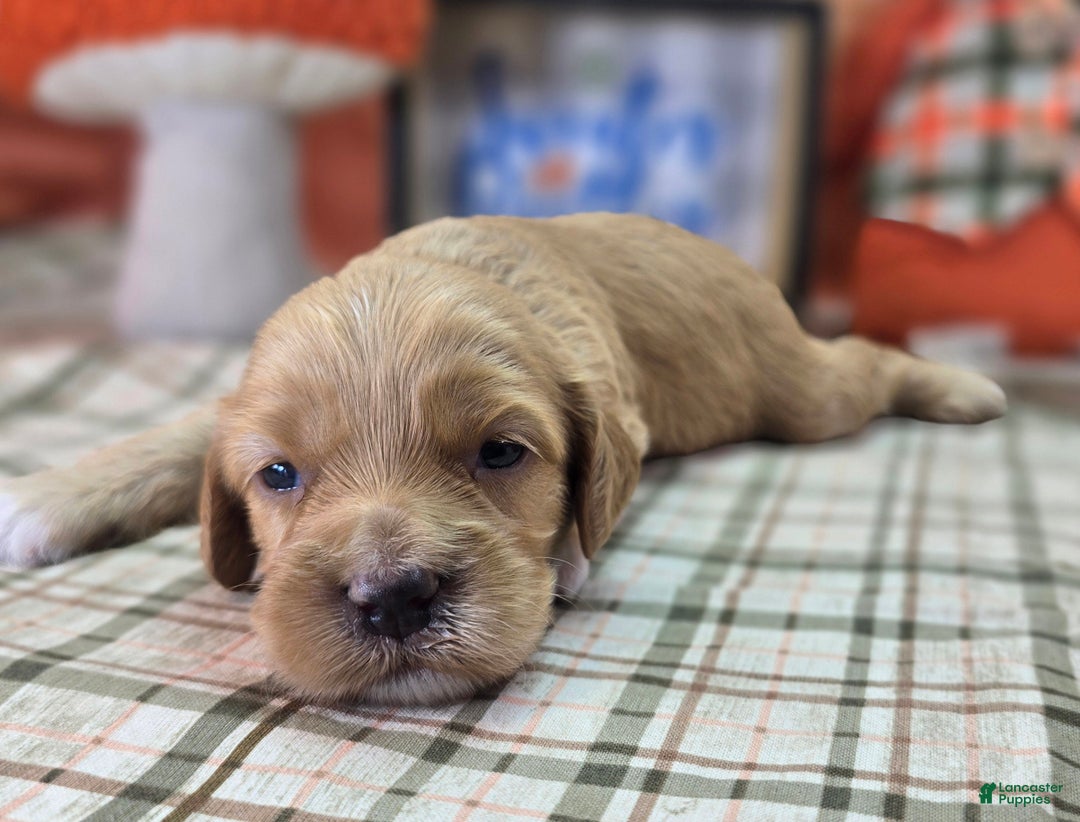 Cockapoo dogs for sale: Captain Walden - Ad 8