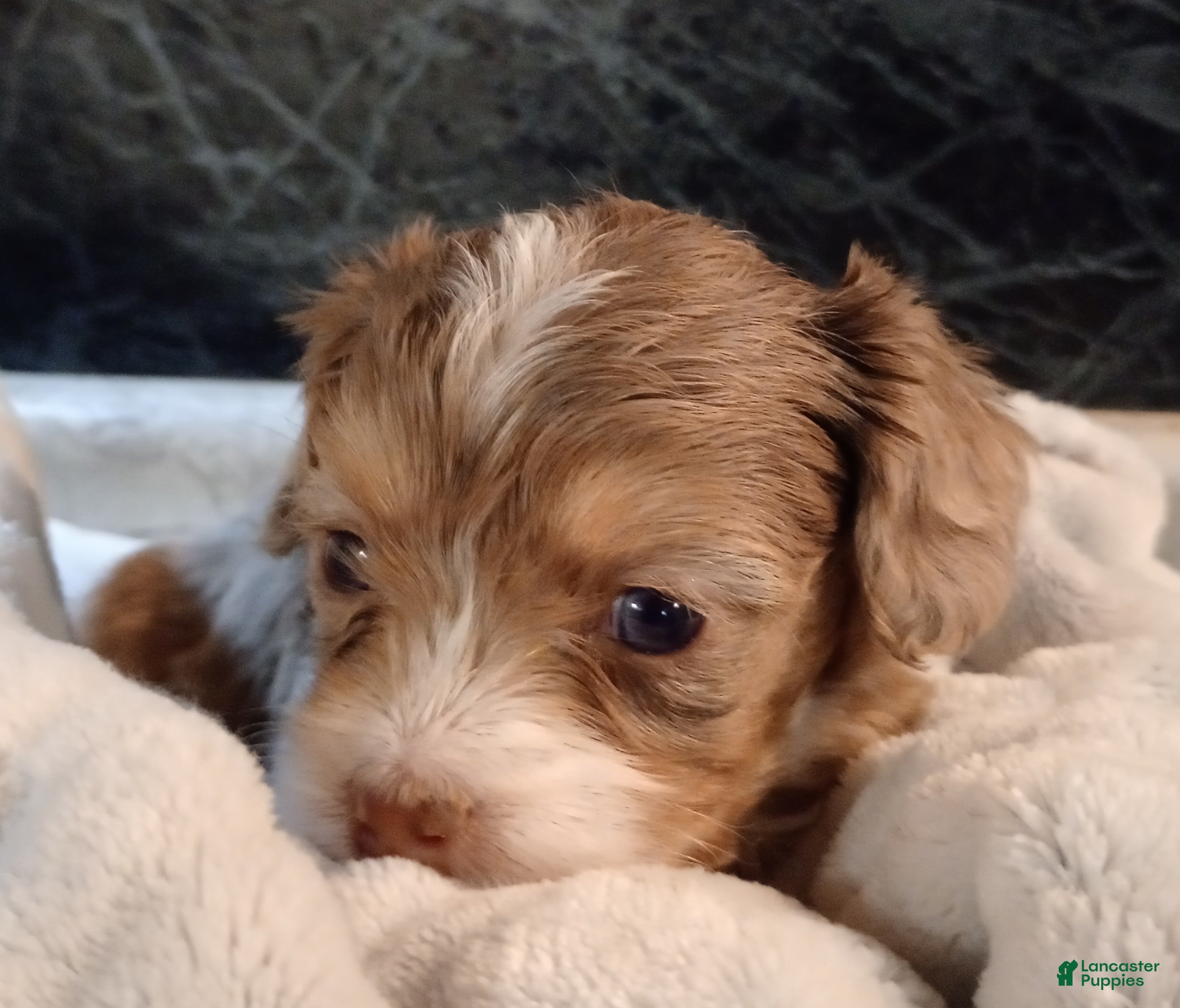Cavapoo dogs Elliot - Ad 2