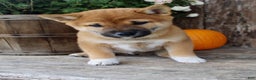 Shiba Inu dogs for sale: Ace - Ad 2