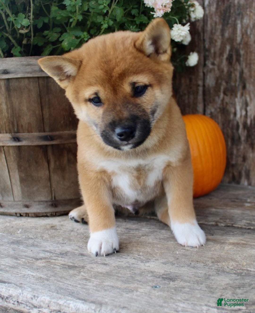 Shiba Inu dogs for sale: Ace - Ad 2