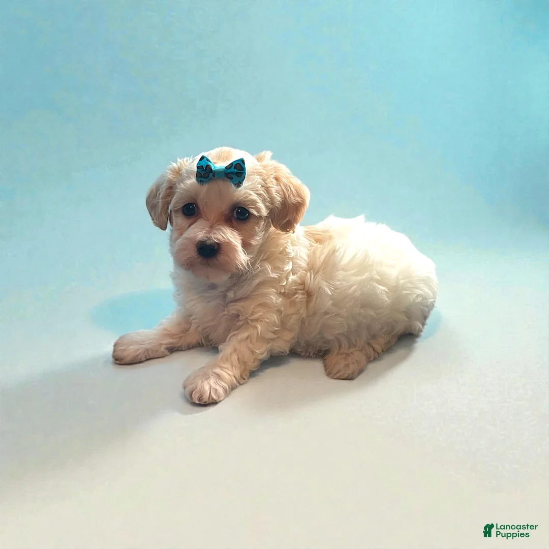 Havapoo dogs for sale: Paris - Ad 3