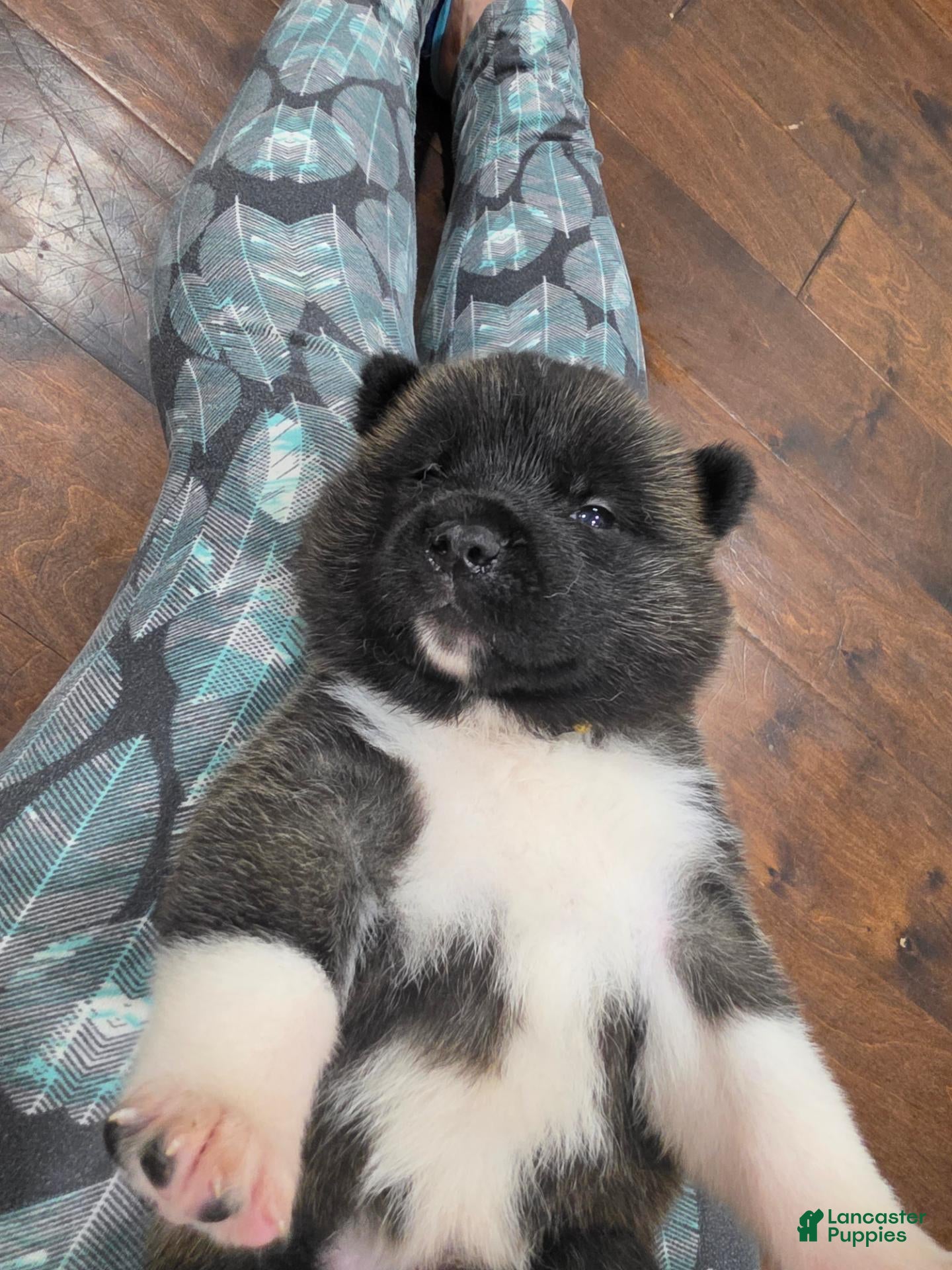 Akita dogs Swiss - Ad 2