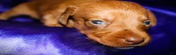 Dachshund dogs for sale: Athena - Ad 4