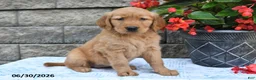 Golden Retriever dogs for sale: Fern - Ad 4