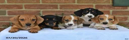 Miniature Dachshund dogs for sale: Jasper - Ad 3