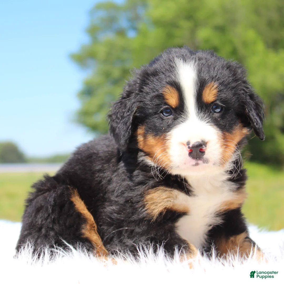 Bernese Mountain Dog dogs for sale: Teddy - Ad 1