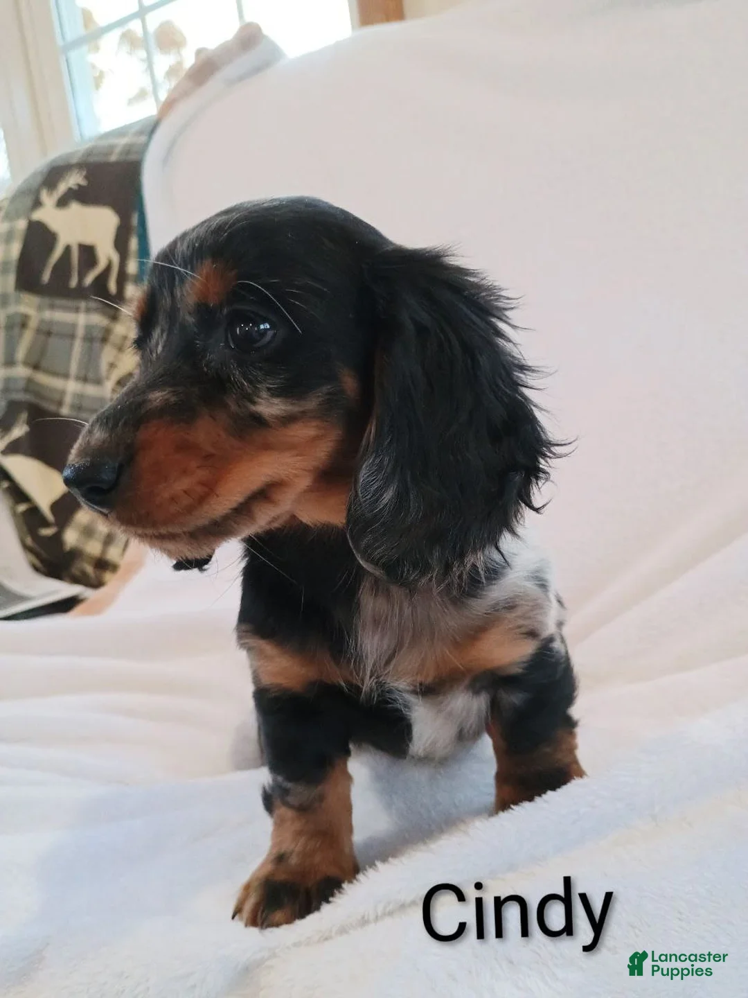 Miniature Dachshund dogs for sale: Cindy - Ad 2
