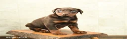 Doberman Pinscher dogs for sale: Fancy - Ad 1