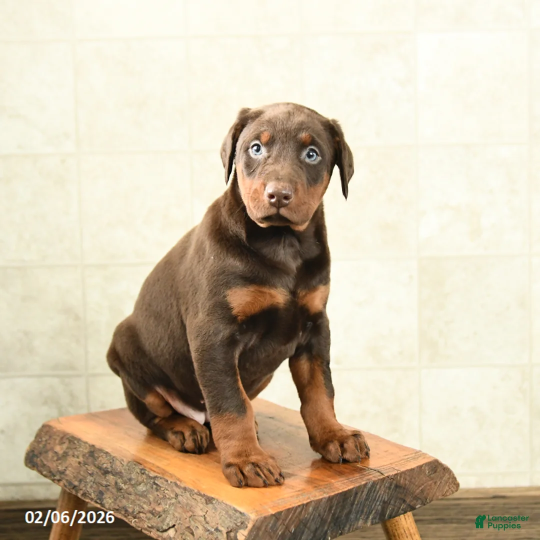 Doberman Pinscher dogs for sale: Fancy - Ad 1