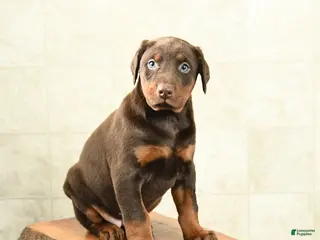 Doberman Pinscher dogs Fancy - Ad 3