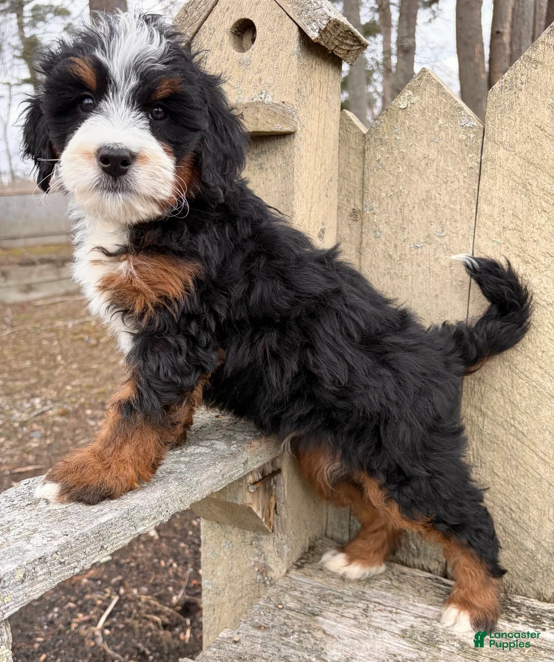 Mini Bernedoodle dogs for sale: 💚IN BOSTON MASSACHUSETTS AREA💚MINI BERNEDOODLE💚PETITE BOY💚 - Ad 8