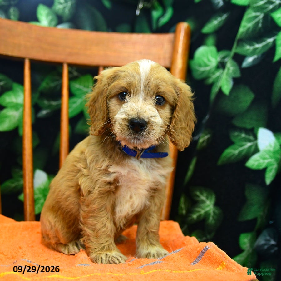 Cockapoo dogs Sawyer  - Ad 2