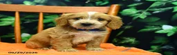 Cockapoo dogs for sale: Sawyer  - Ad 2