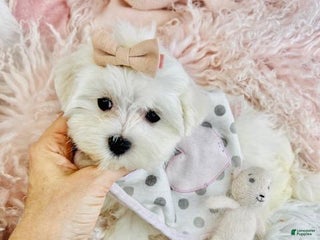 Maltese dogs Maltese Puppy 1 - Ad 12