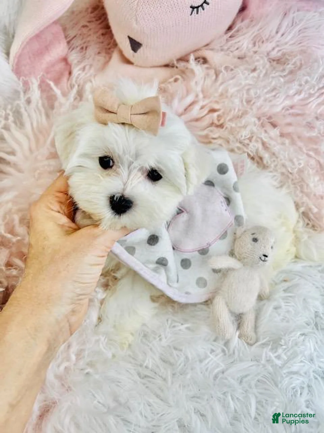 Maltese dogs for sale: Maltese Puppy 1 - Ad 1