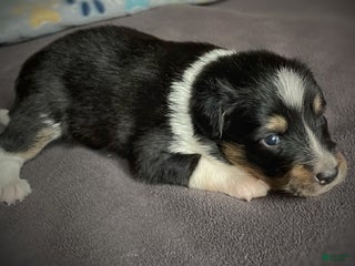 Mixed Breed dogs Suave’ - Ad 22