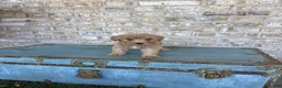 Miniature Labradoodle dogs for sale: Betsy - Ad 5
