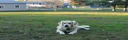 Golden Retriever dogs for sale: Molly - Ad 3