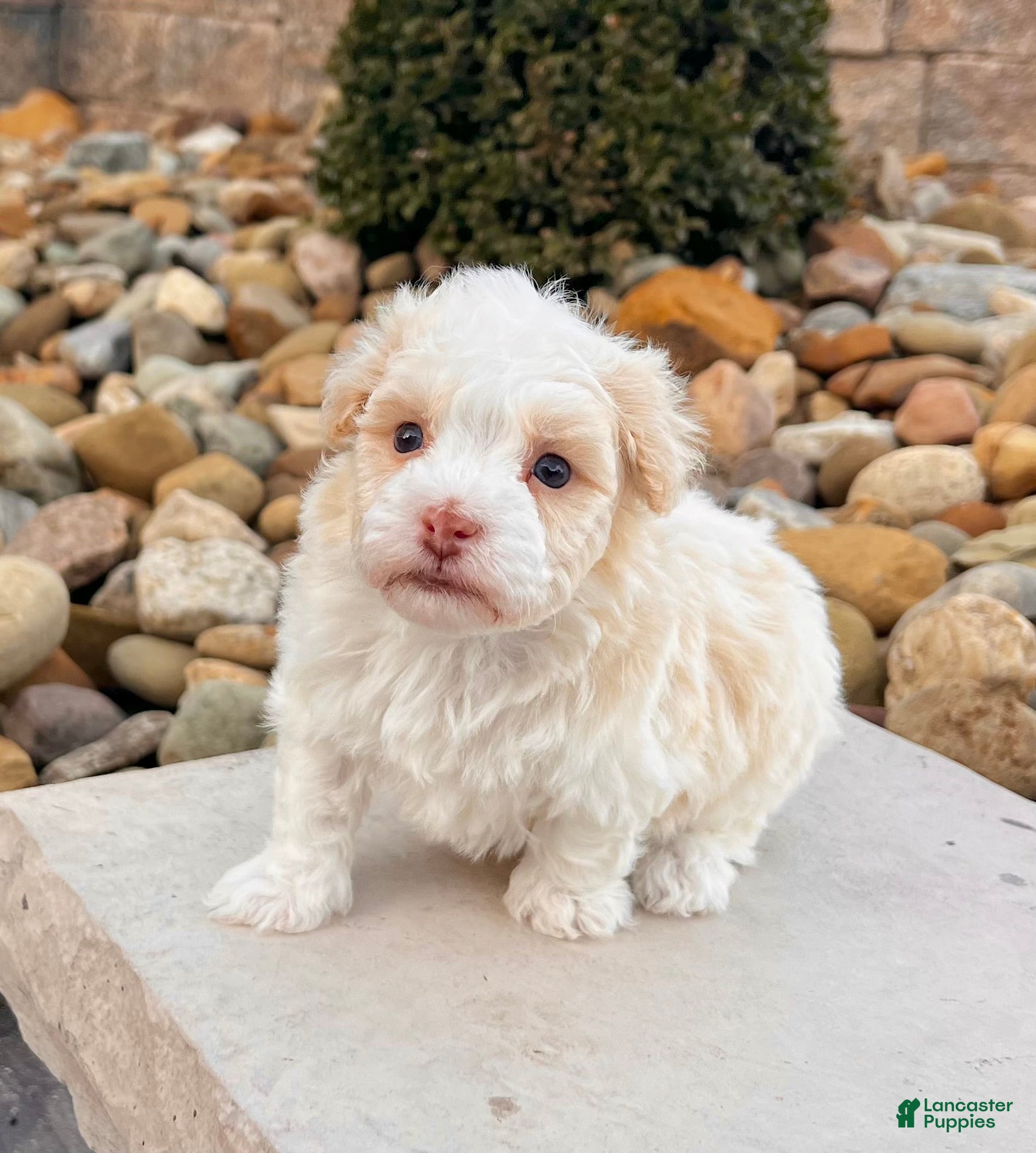 Havanese dogs Ralph - Ad 24
