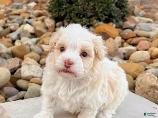 Havanese dogs Ralph - Ad 3