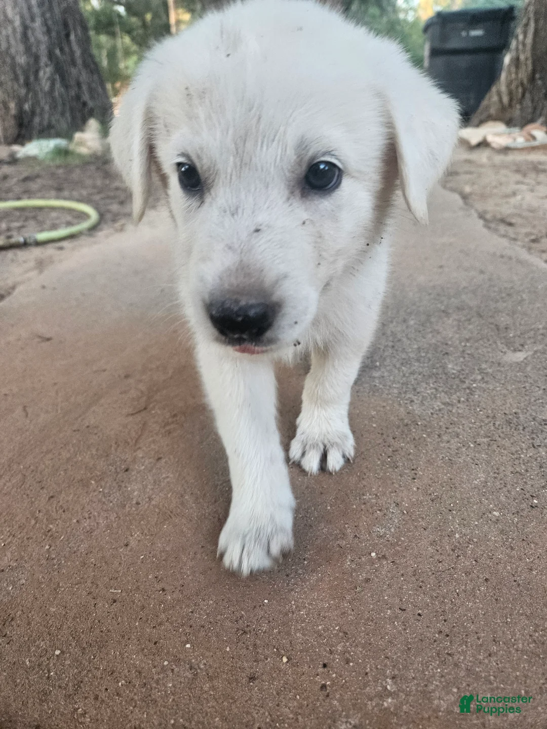Mixed Breed dogs for sale: Mixed Breed 8 - Ad 1