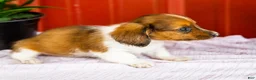 Miniature Dachshund dogs for sale: Brian - Ad 9