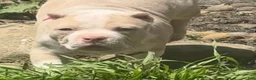 American Bully dogs for sale: Clutch  - Ad 3