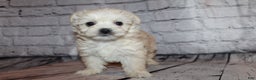 Morkie dogs for sale: Joy - Ad 6