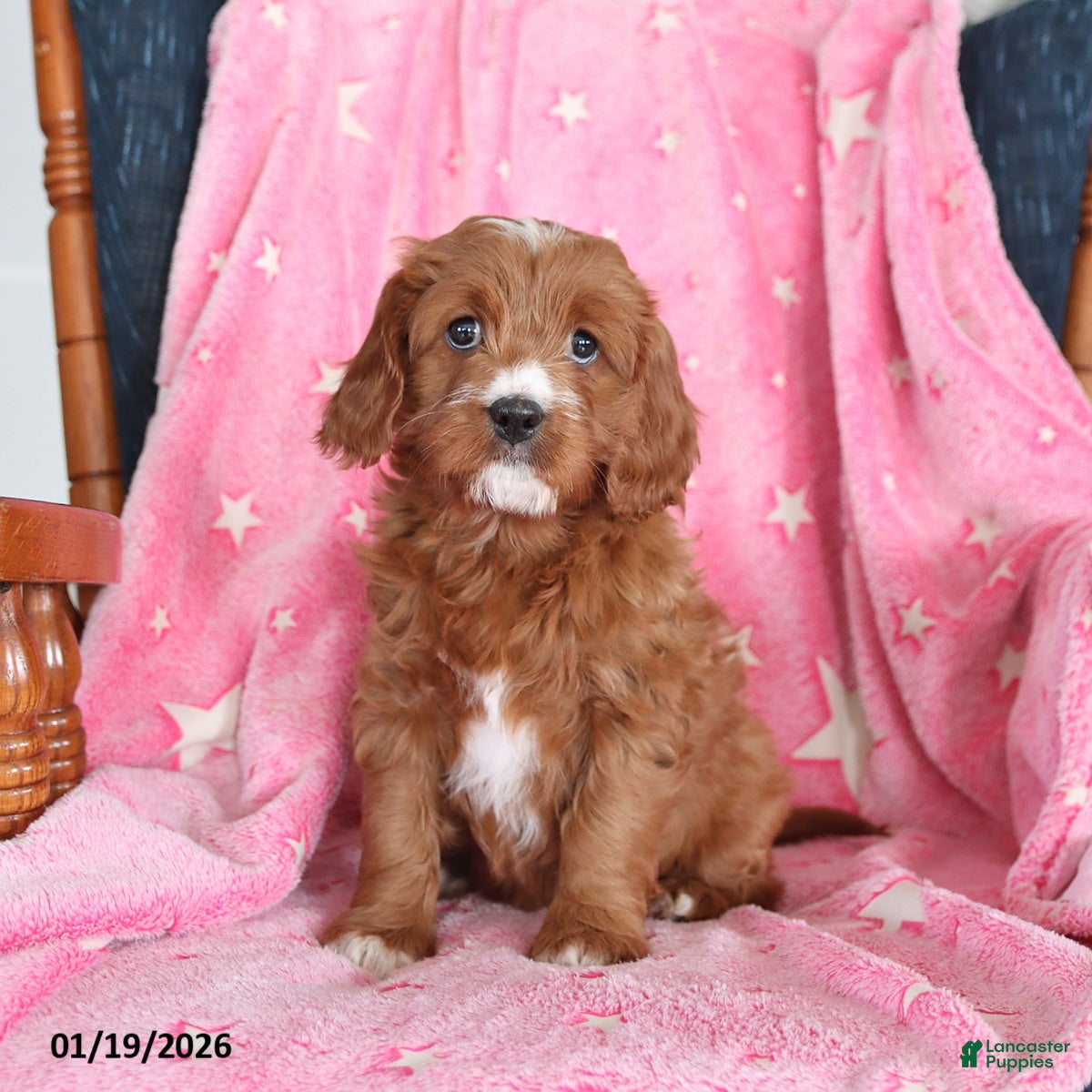 Cavapoo dogs Ivy - Ad 2