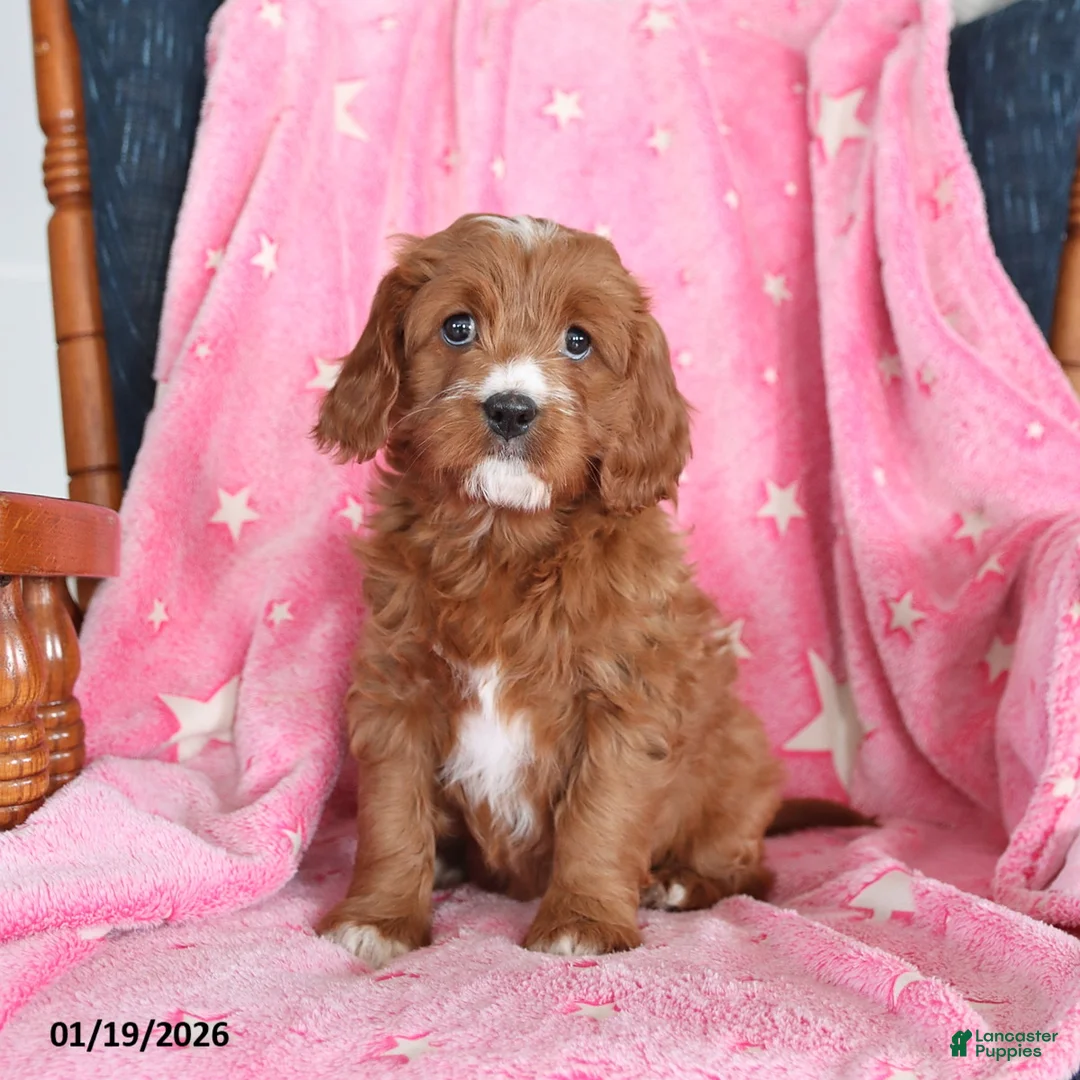 Cavapoo dogs for sale: Ivy - Ad 2