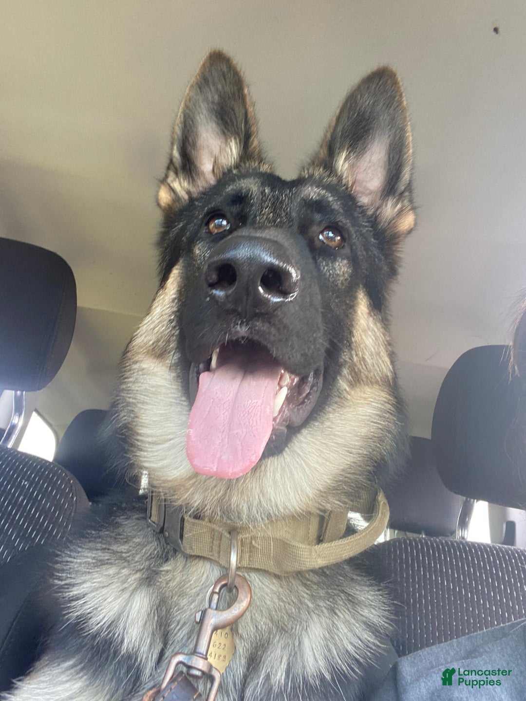 German Shepherd dogs for sale: Liv - Ad 7