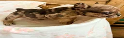French Bulldog dogs for sale: French Bulldog 5 - Ad 4