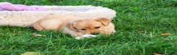 Goldador dogs for sale: Bridget - Ad 3