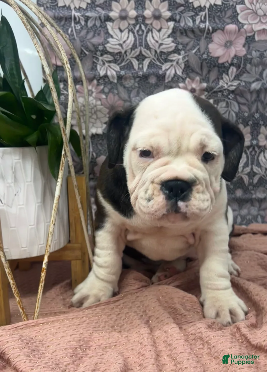 English Bulldog dogs for sale: Lisa - Ad 3