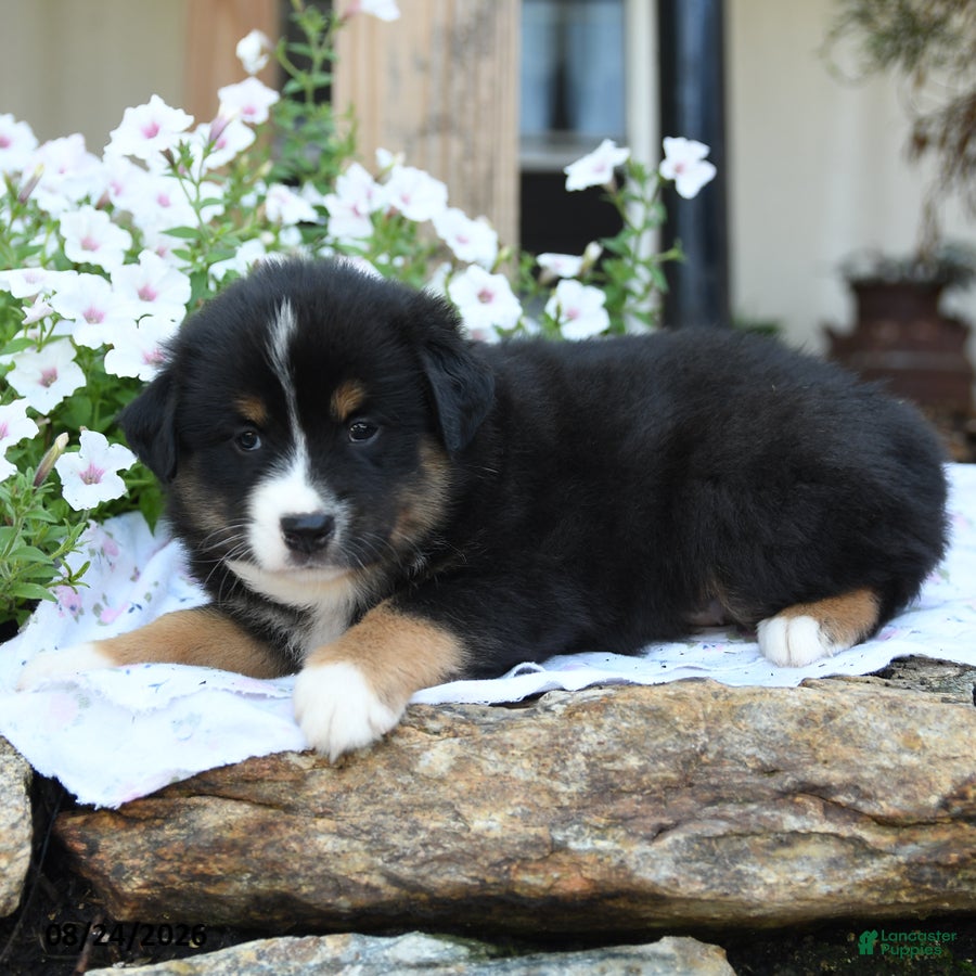 Miniature Australian Shepherd dogs Winston - Ad 2