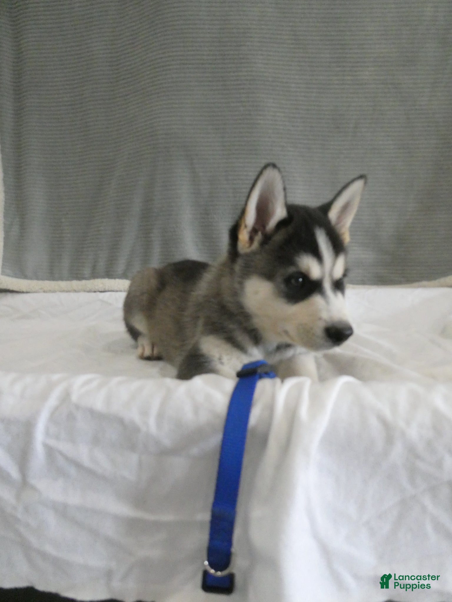 Gerberian Shepsky dogs Flint - Ad 2