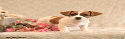 Jack Russell Terrier dogs for sale: Riley - Ad 3