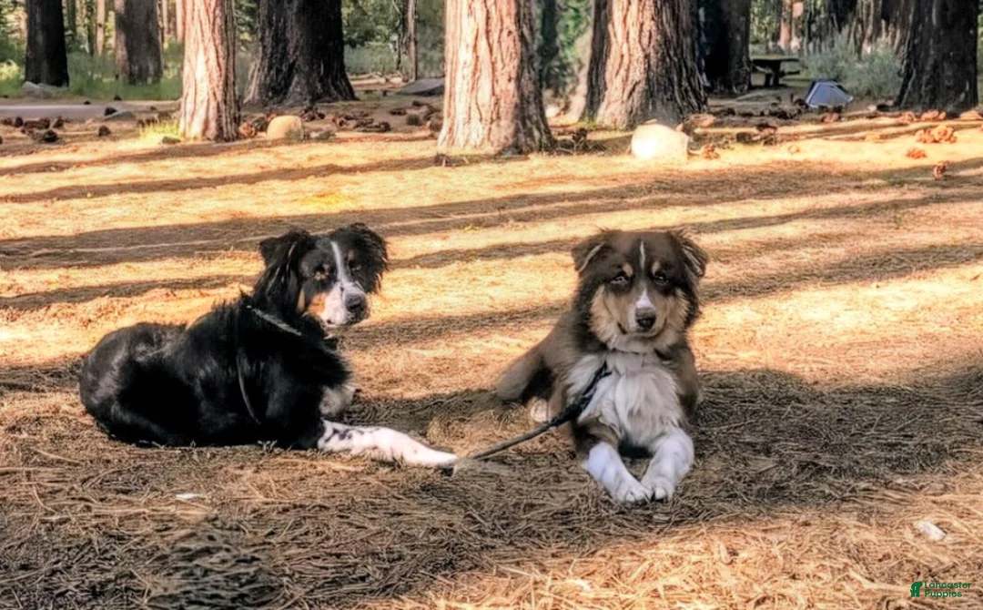 Australian Shepherd dogs for sale: Australian Shepherd Puppy 5 - Ad 2