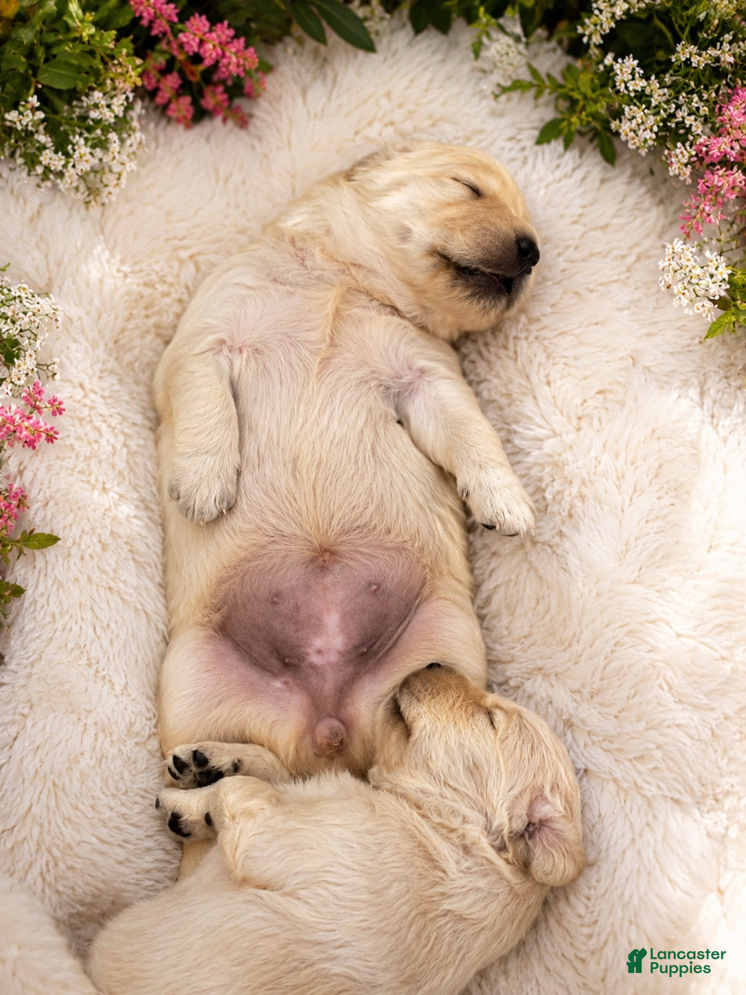 Golden Retriever dogs Rosalina - Ad 1