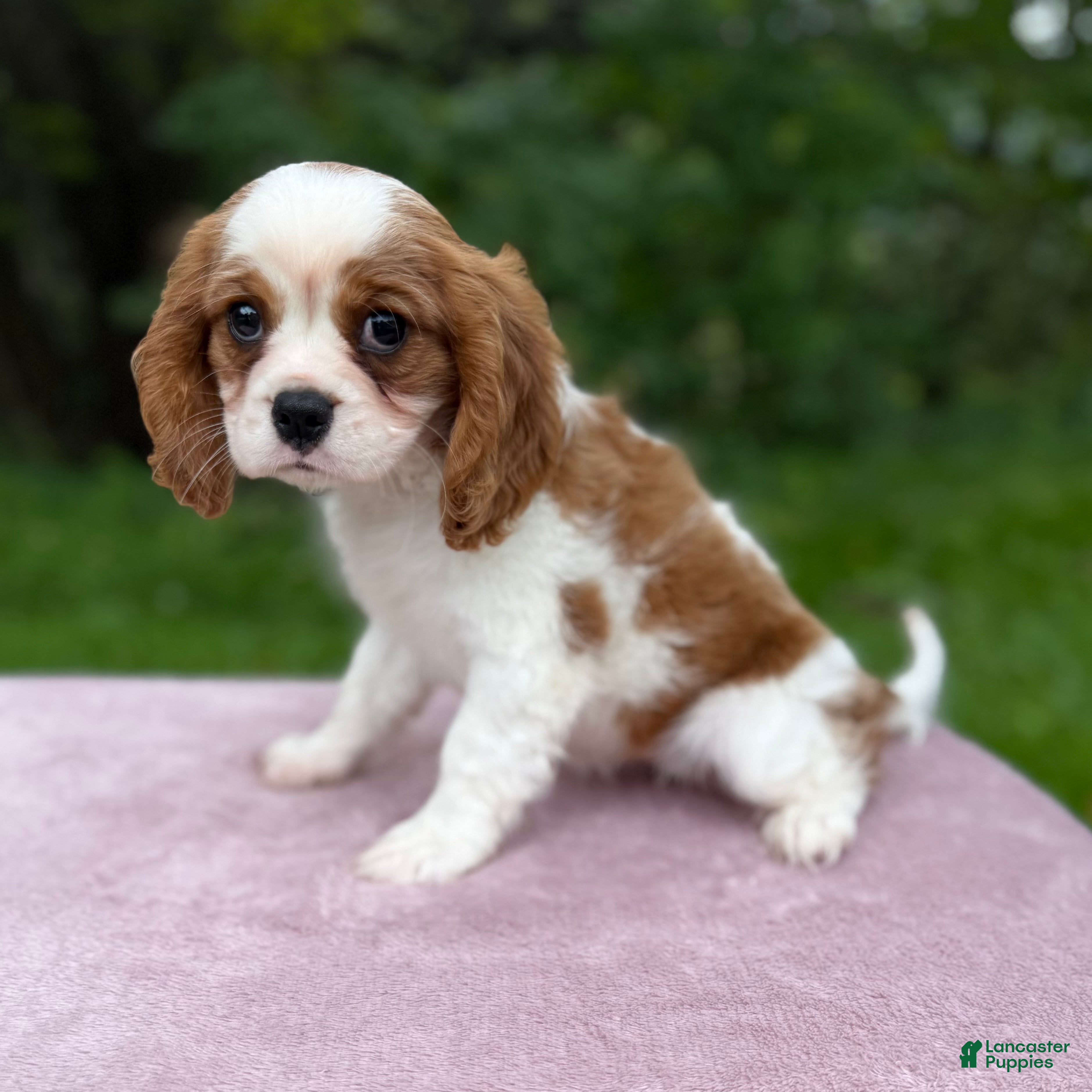 Cavalier King Charles Spaniel dogs Allie - Ad 2