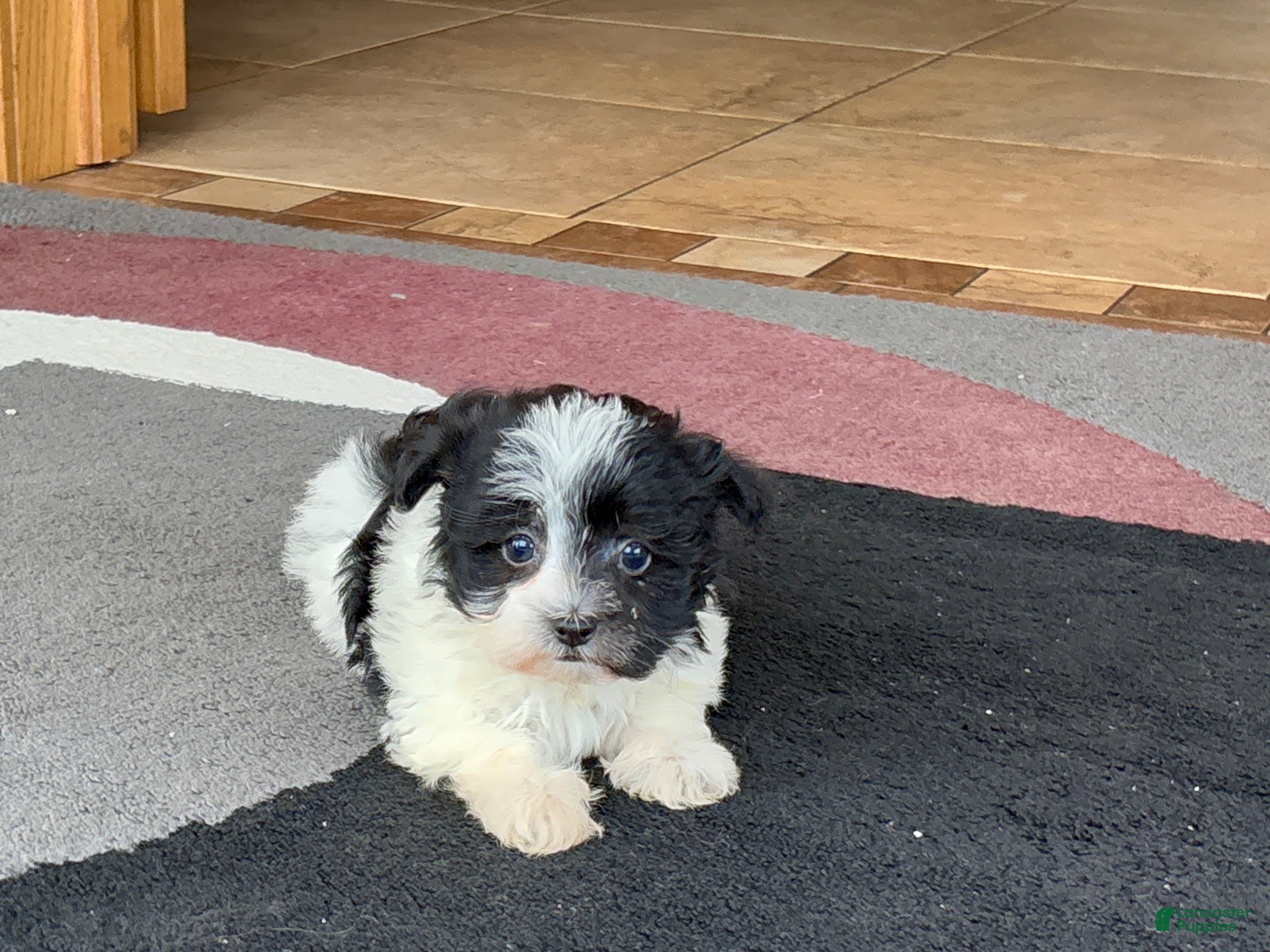 Havanese dogs Female 1 - Ad 37