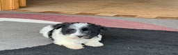 Havanese dogs for sale: Female 1 - Ad 1