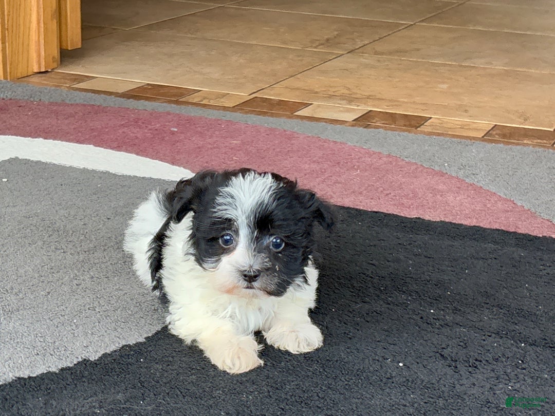 Havanese dogs for sale: Female 1 - Ad 1