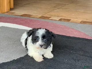 Havanese dogs Female 1 - Ad 5