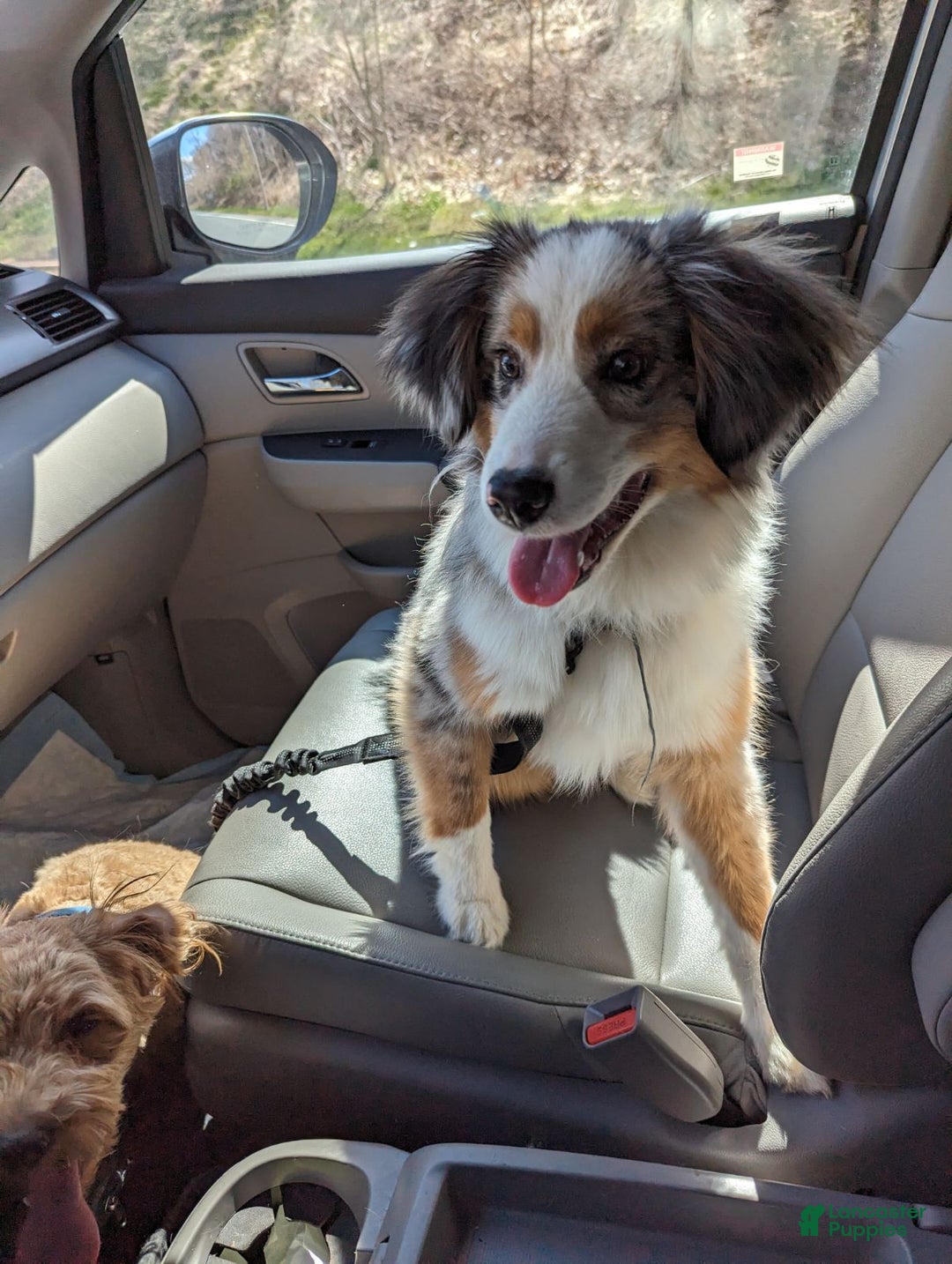 Miniature Australian Shepherd dogs for sale: Zoe - Ad 1