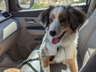 Miniature Australian Shepherd dogs Zoe - Ad 34